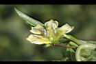 苦蘵-花蕊08.jpg