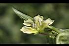 苦蘵-花蕊09.jpg