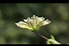 苦蘵-花蕊10.jpg