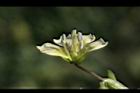苦蘵-花蕊11.jpg