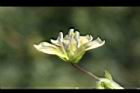 苦蘵-花蕊12.jpg