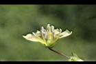 苦蘵-花蕊13.jpg