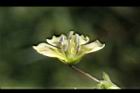 苦蘵-花蕊15.jpg