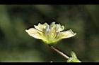 苦蘵-花蕊16.jpg