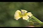 苦蘵-花蕊19.jpg