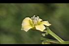 苦蘵-花蕊20.jpg