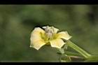 苦蘵-花蕊21.jpg