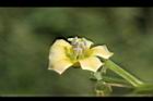 苦蘵-花蕊22.jpg