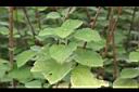 苧麻-葉01.jpg