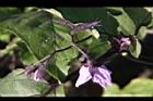 茄子-花序02.JPG