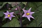 茄子-花02.JPG