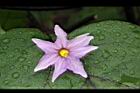 茄子-花09.JPG