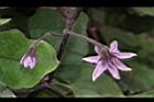 茄子-花13.JPG