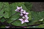 茄子-花序01.JPG