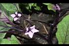 茄子-花序02.JPG