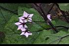 茄子-花序03.JPG