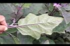 茄子-葉背11.JPG