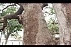 茄苳公46.JPG