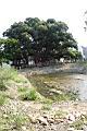 茄苳公園09.JPG