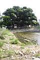 茄苳公園10.JPG