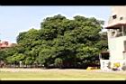 茄苳公園21.JPG