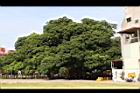 茄苳公園22.JPG