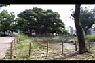 茄苳公園46.JPG