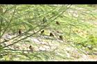 茄苳公園47.JPG