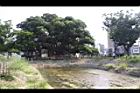 茄苳公園50.JPG