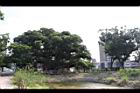 茄苳公園55.JPG