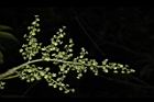 茄苳-雄花序11.JPG