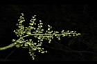 茄苳-雄花序15.JPG