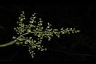 茄苳-雄花序16.JPG