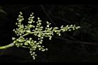 茄苳-雄花序18.JPG