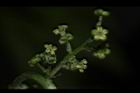茄苳-雄花序20.JPG