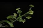 茄苳-雄花序22.JPG