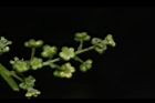 茄苳-雄花序24.JPG