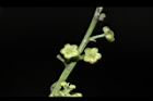 茄苳-雄花苞00.JPG