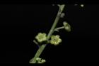 茄苳-雄花苞01.JPG