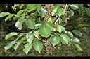 茄苳-葉05.JPG