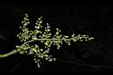 茄苳-雄花序14.JPG
