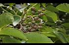 茄苳-實10.JPG