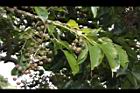 茄苳-實14.JPG