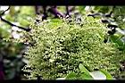茄苳-花01.jpg