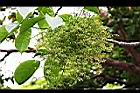茄苳-花02.jpg