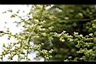 茄苳-花03.jpg