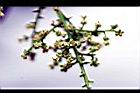 茄苳-花04.jpg
