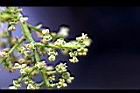 茄苳-花05.jpg