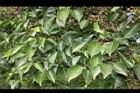 茄苳-葉00.JPG