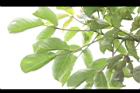 茄苳-葉序06.JPG
